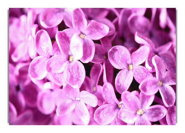 Lilac Flowers Macro