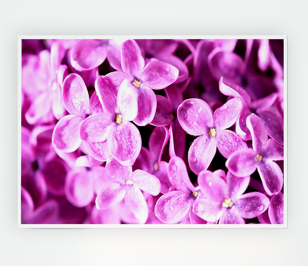 Lilac Flowers Macro Print Poster Wall Art