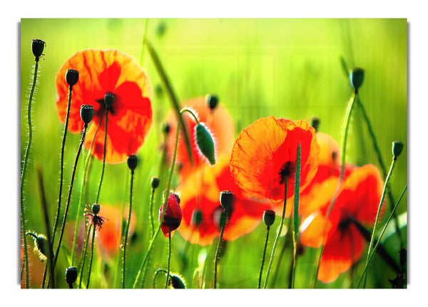 Beautiful Poppies