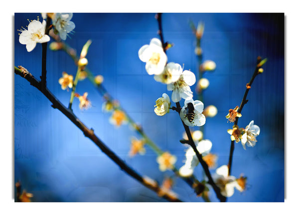 Bee On White Flowers