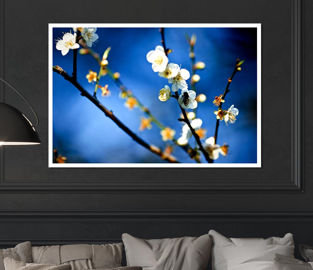 Bee On White Flowers Print Poster Wall Art