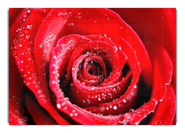 Water Drops On Red Rose