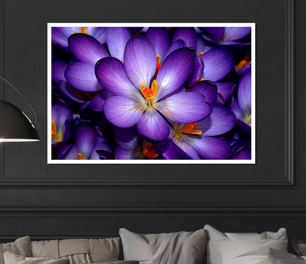 Autumn Purple Crocus Print Poster Wall Art