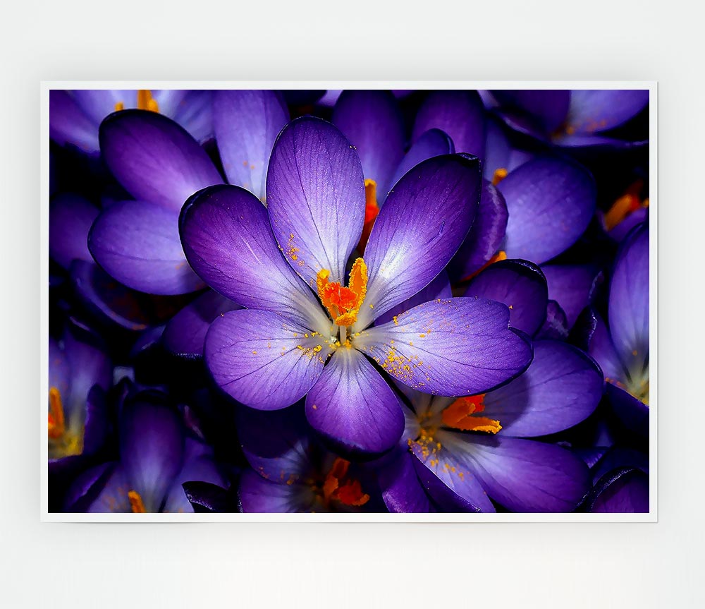 Autumn Purple Crocus Print Poster Wall Art