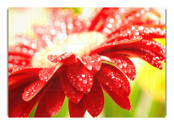 Amazing Red Flower