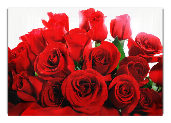 Lovely Red Roses