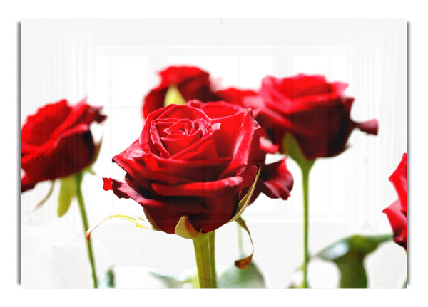 Long Stem Red Roses