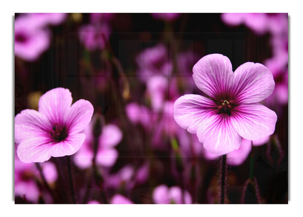 Purple Flowers