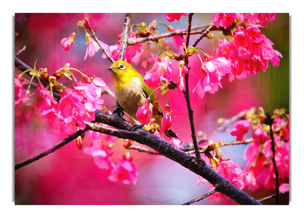 Mountain Cherry Bird