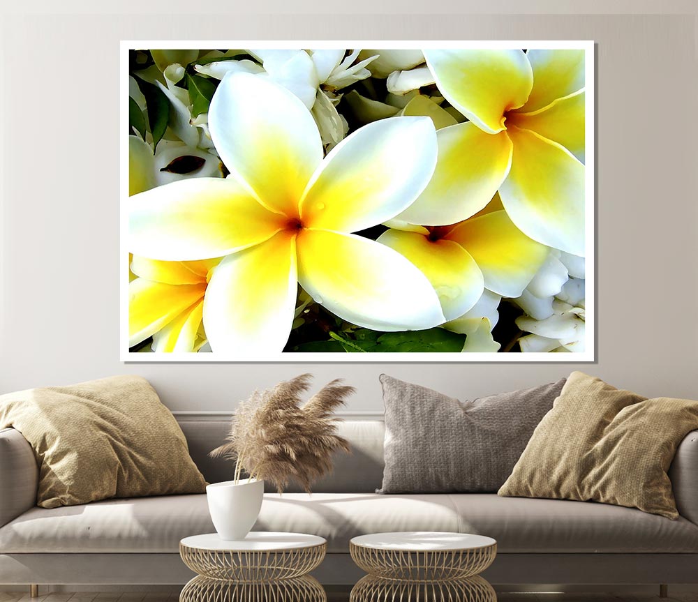 White Yellow Flowers Print Poster Wall Art