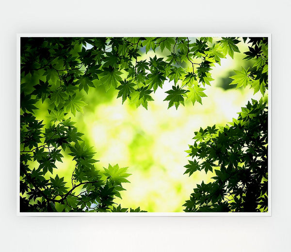 Green Maple Leaves Print Poster Wall Art