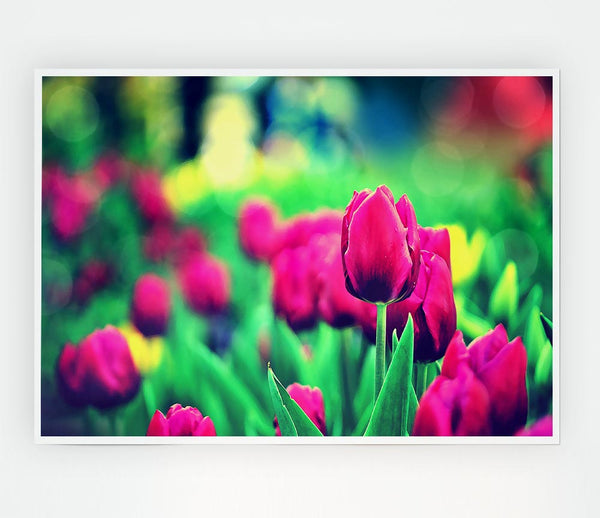 Cerise Tulip Garden Print Poster Wall Art