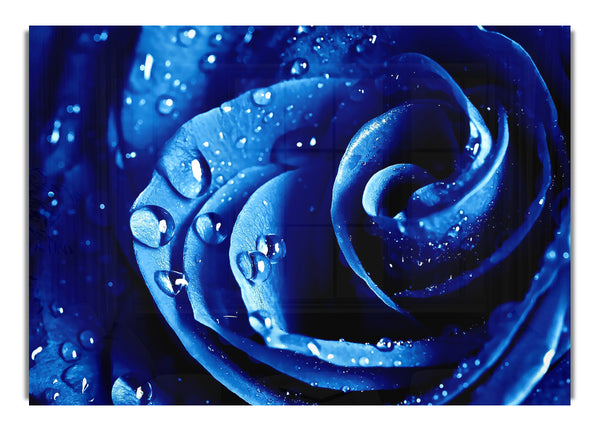 Wet Drops Blue Rose