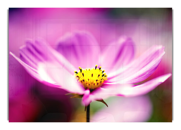 Purple Cosmos Flower