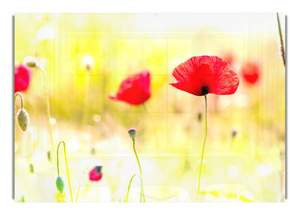 Poppy Flowers