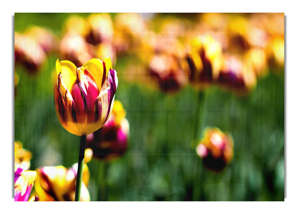 Botanischer Garten Tulpen