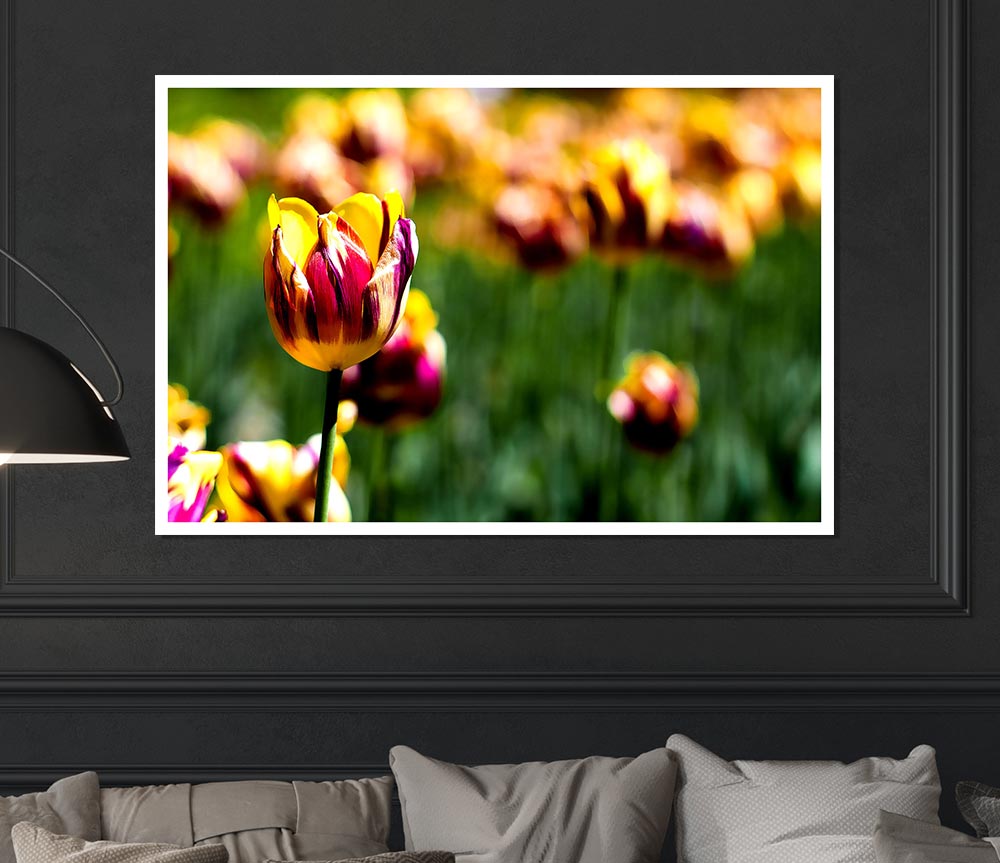 Botanical Garden Tulips Print Poster Wall Art