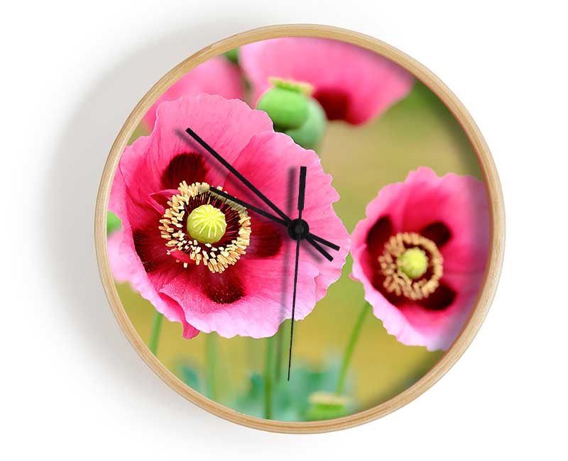 Pink Poppies In Bloom Clock - Wallart-Direct UK