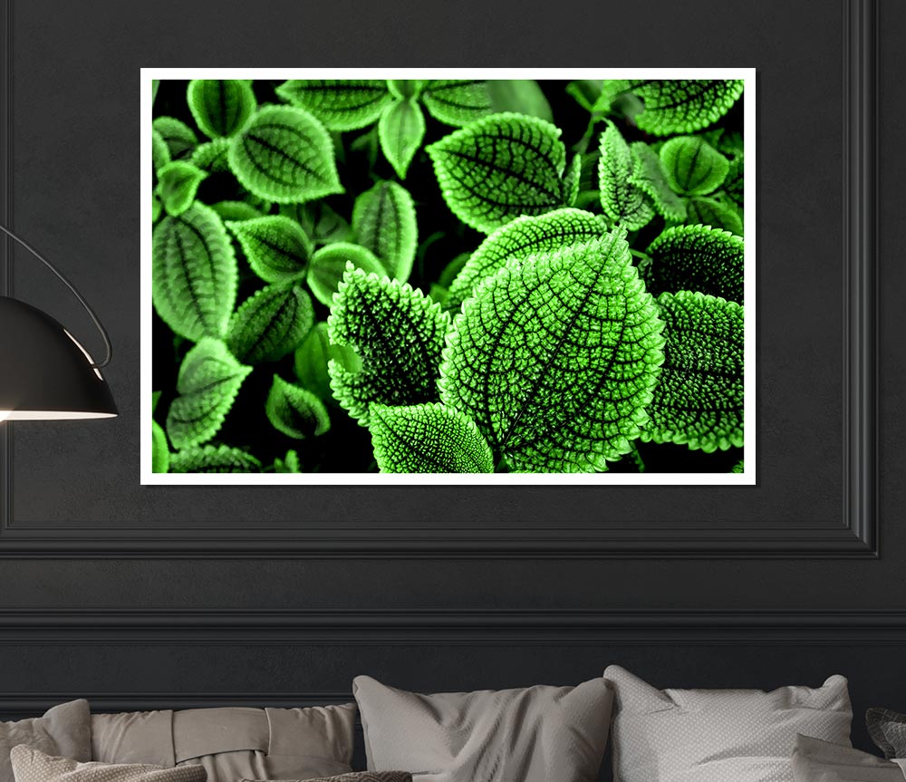 Beautiful Green Leaves Print Poster Wall Art