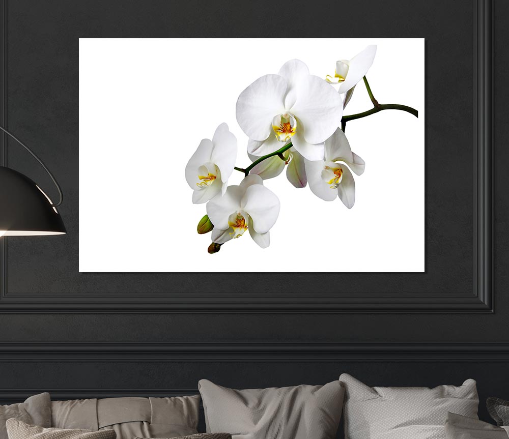 White Orchid Beauty Print Poster Wall Art