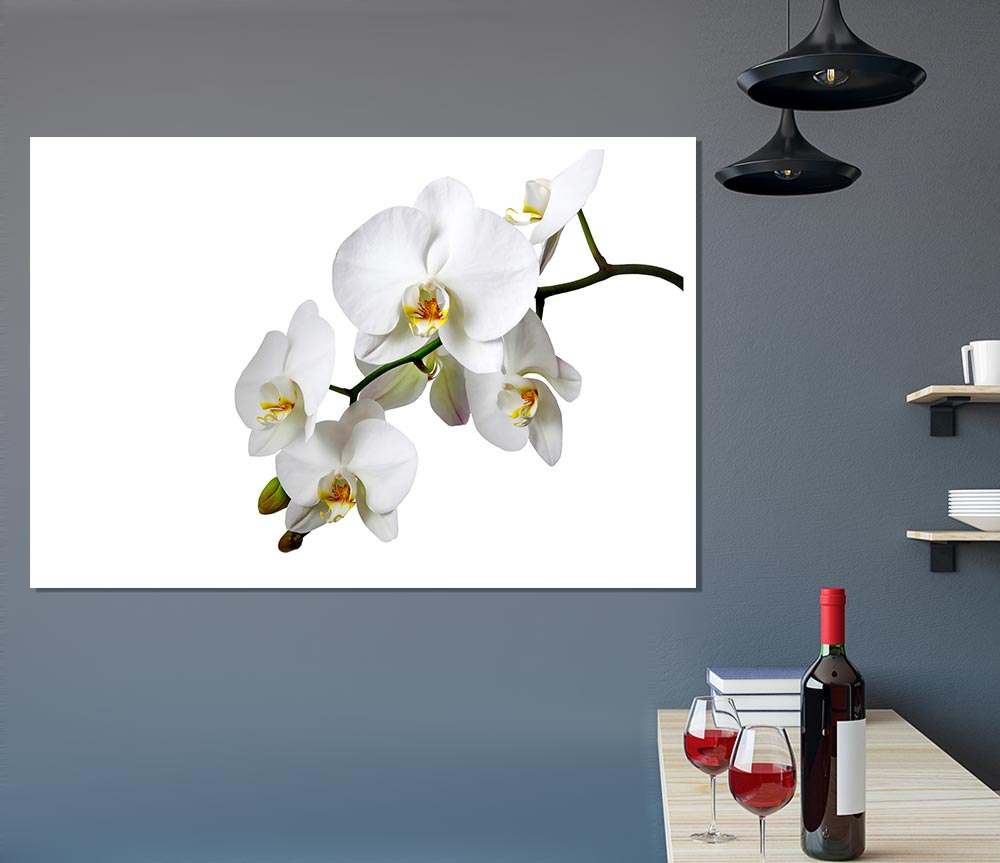 White Orchid Beauty Print Poster Wall Art