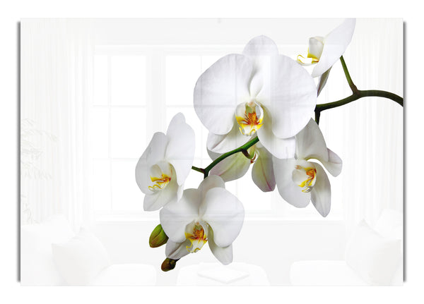 White Orchid Beauty