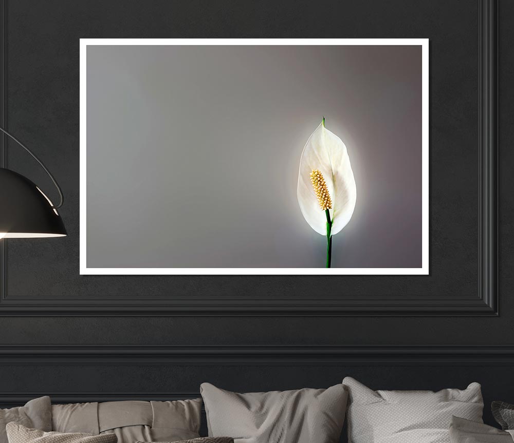 White Lily Heaven Print Poster Wall Art