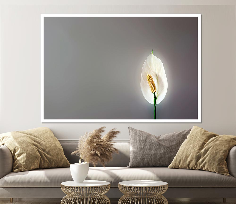 White Lily Heaven Print Poster Wall Art