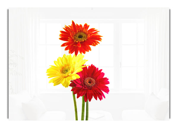 Gerbera-Trio