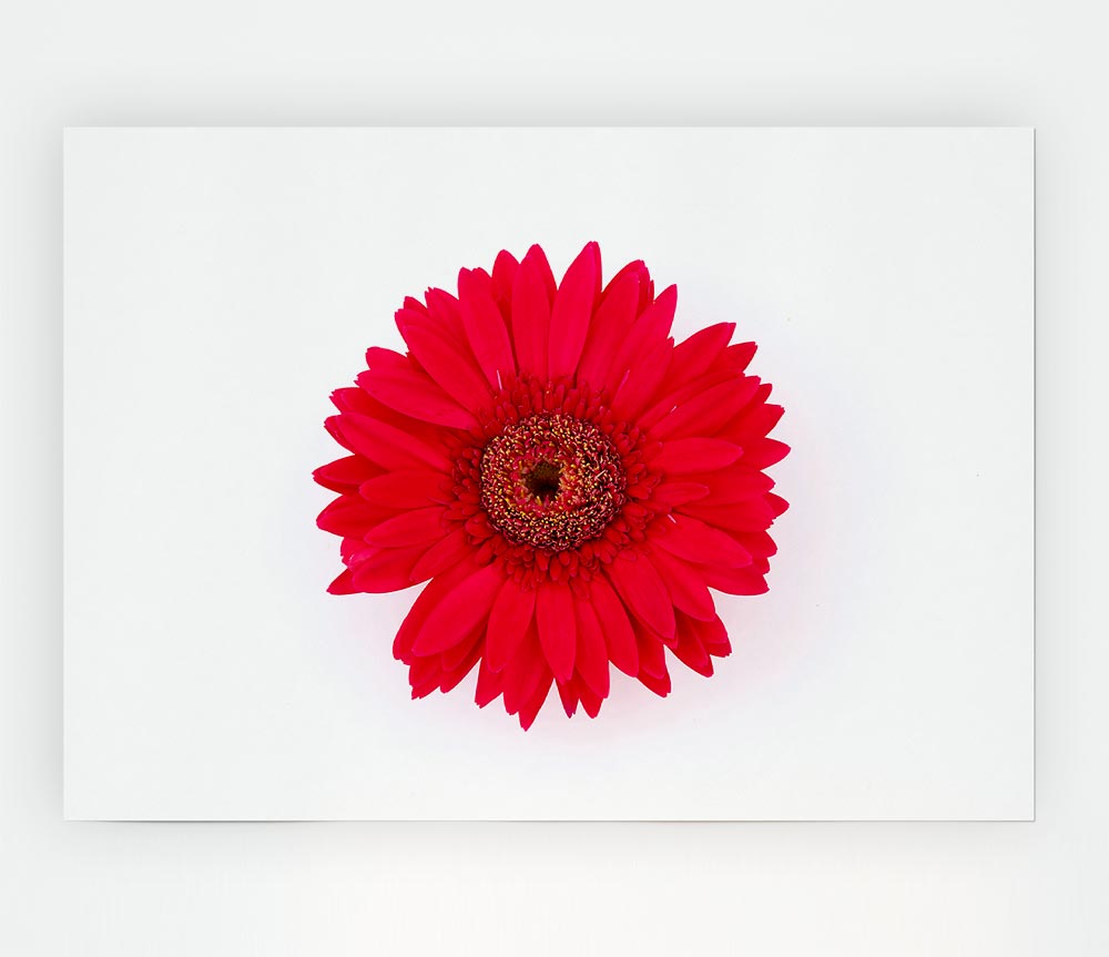 Cerise Gerbera Print Poster Wall Art