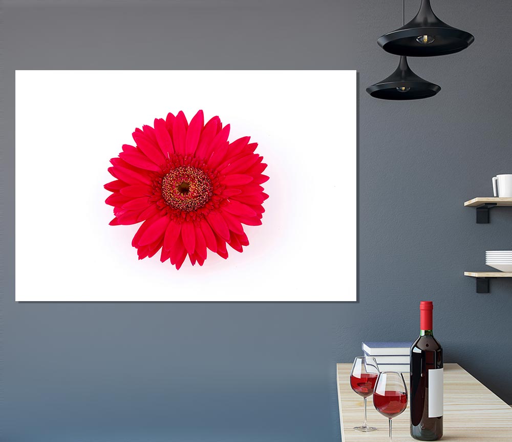 Cerise Gerbera Print Poster Wall Art