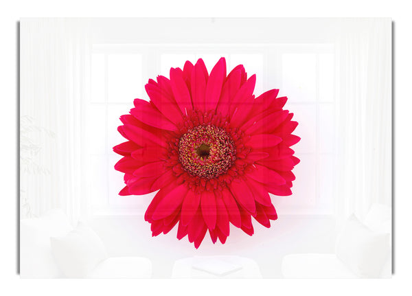 Cerise Gerbera