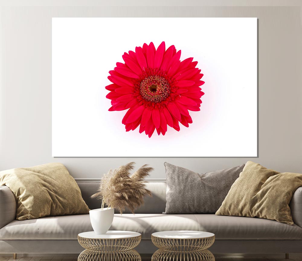 Cerise Gerbera Print Poster Wall Art