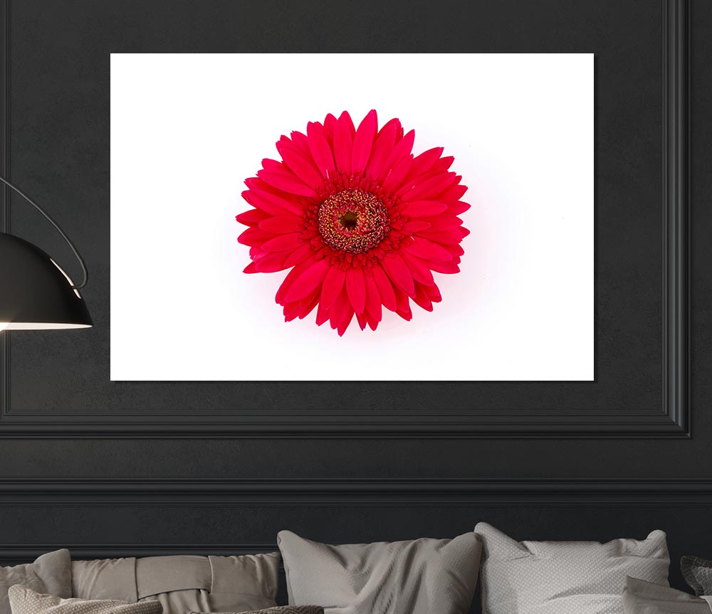 Cerise Gerbera Print Poster Wall Art