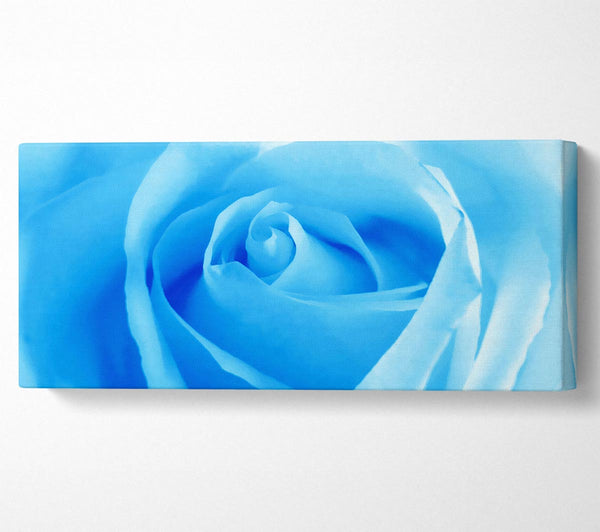 Baby Blue Rose