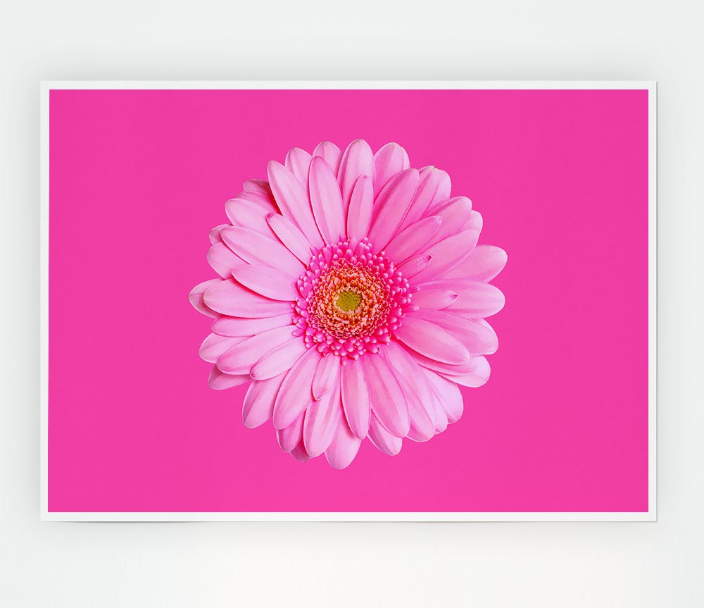 Baby Pink On Pink Gerbera Print Poster Wall Art