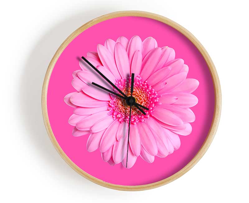 Baby Pink On Pink Gerbera Clock - Wallart-Direct UK