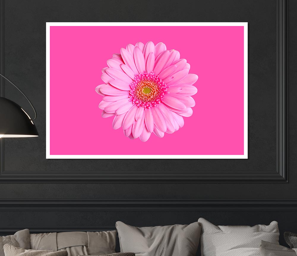 Baby Pink On Pink Gerbera Print Poster Wall Art