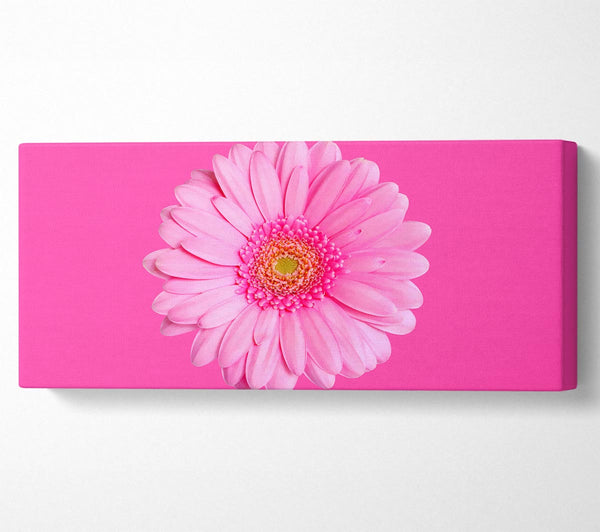 Baby Pink On Pink Gerbera