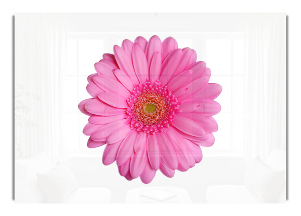 Baby Pink Gerbera Petals