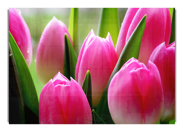 Pink Tulip Garden