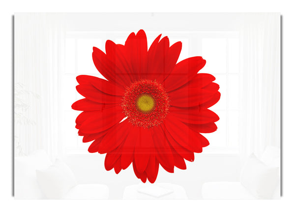 Vibrant Red Gerbera