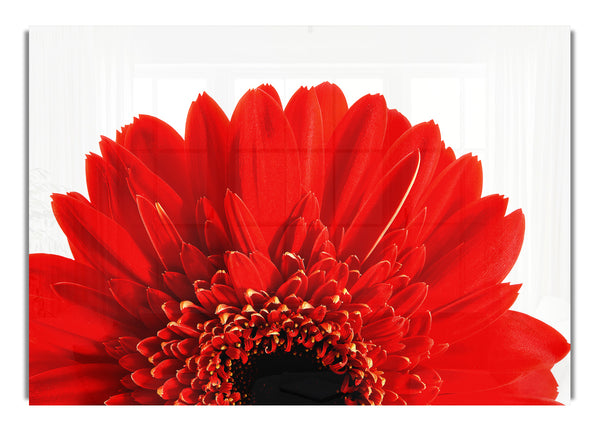 Orange Gerbera Head