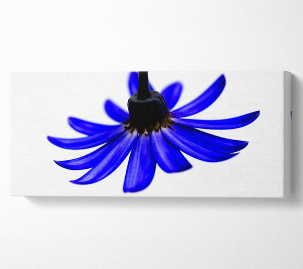 Blue Petals