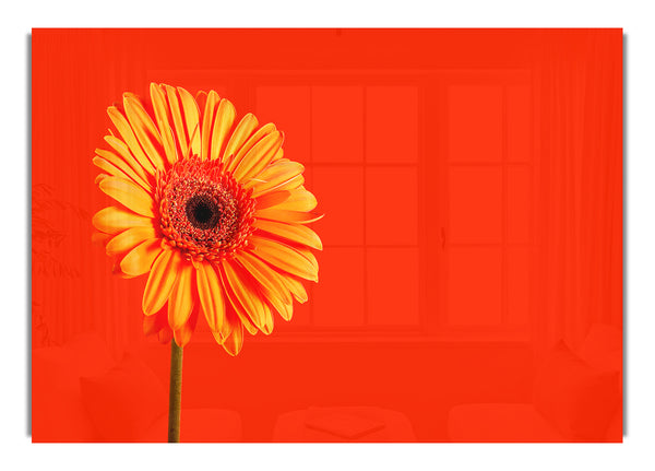 Orange On Orange Gerbera