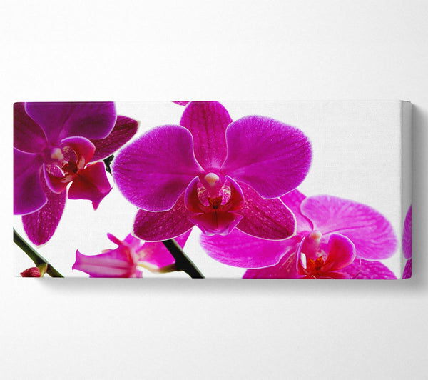 Cerise Pink Orchid On White