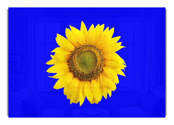 Sunflower Head On Blue