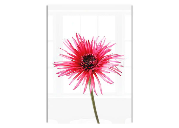 Pink Feather Flower