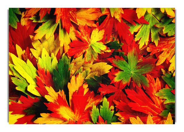 Autumn Leaves Flowers Canvasb