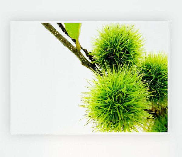 Green Pom Poms Print Poster Wall Art